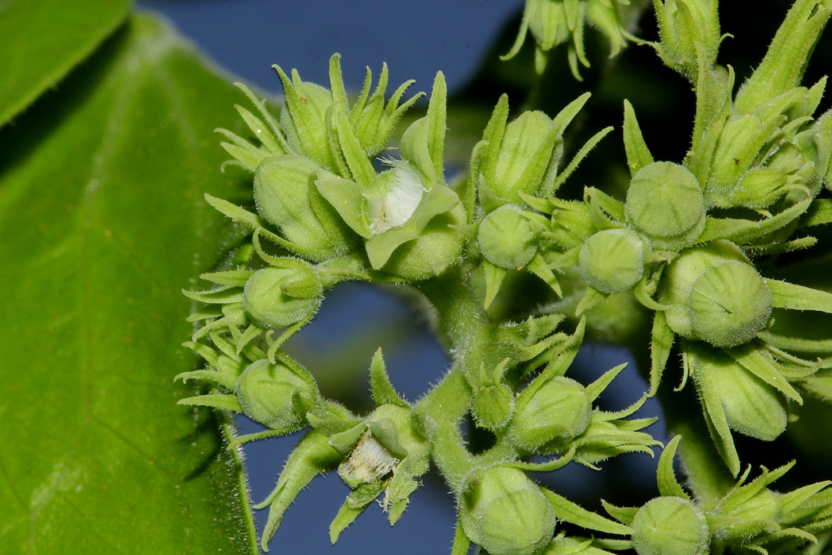 Strychnos spinosa Strychnos spinosa