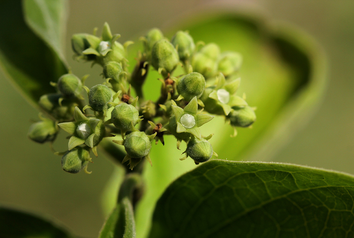 Strychnos spinosa Strychnos spinosa