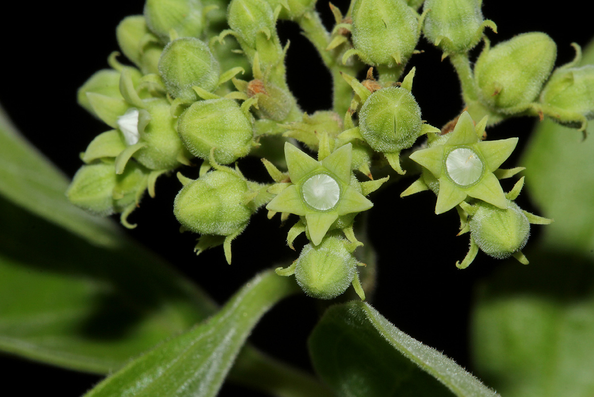 Strychnos spinosa Strychnos spinosa