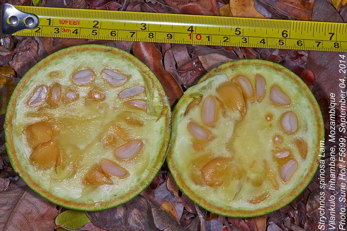 Strychnos spinosa Strychnos spinosa