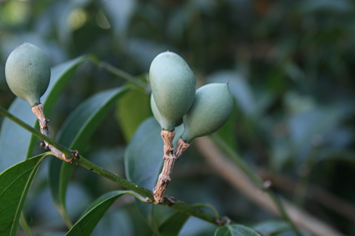 Strychnos usambarensis