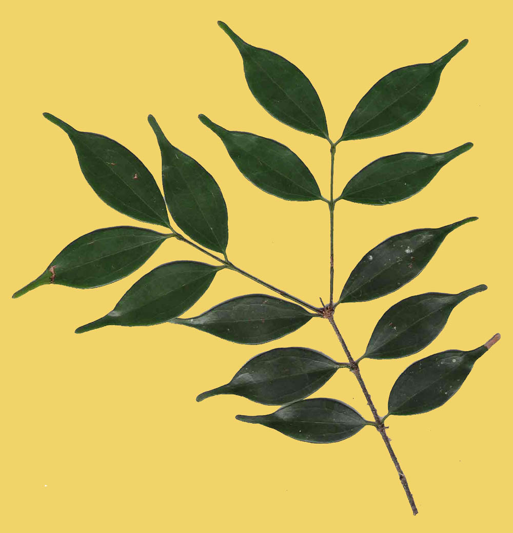 Strychnos usambarensis