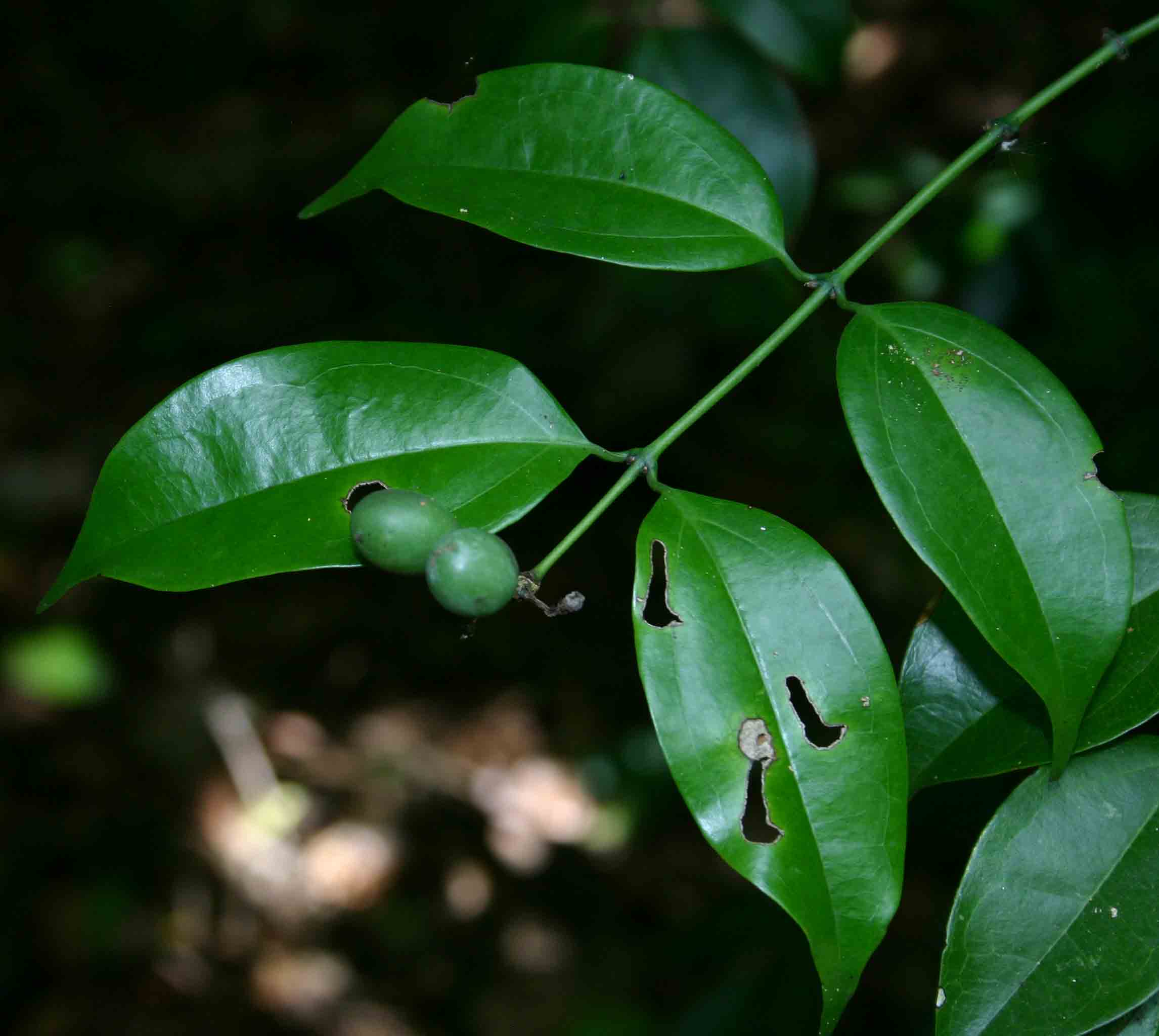 Strychnos usambarensis