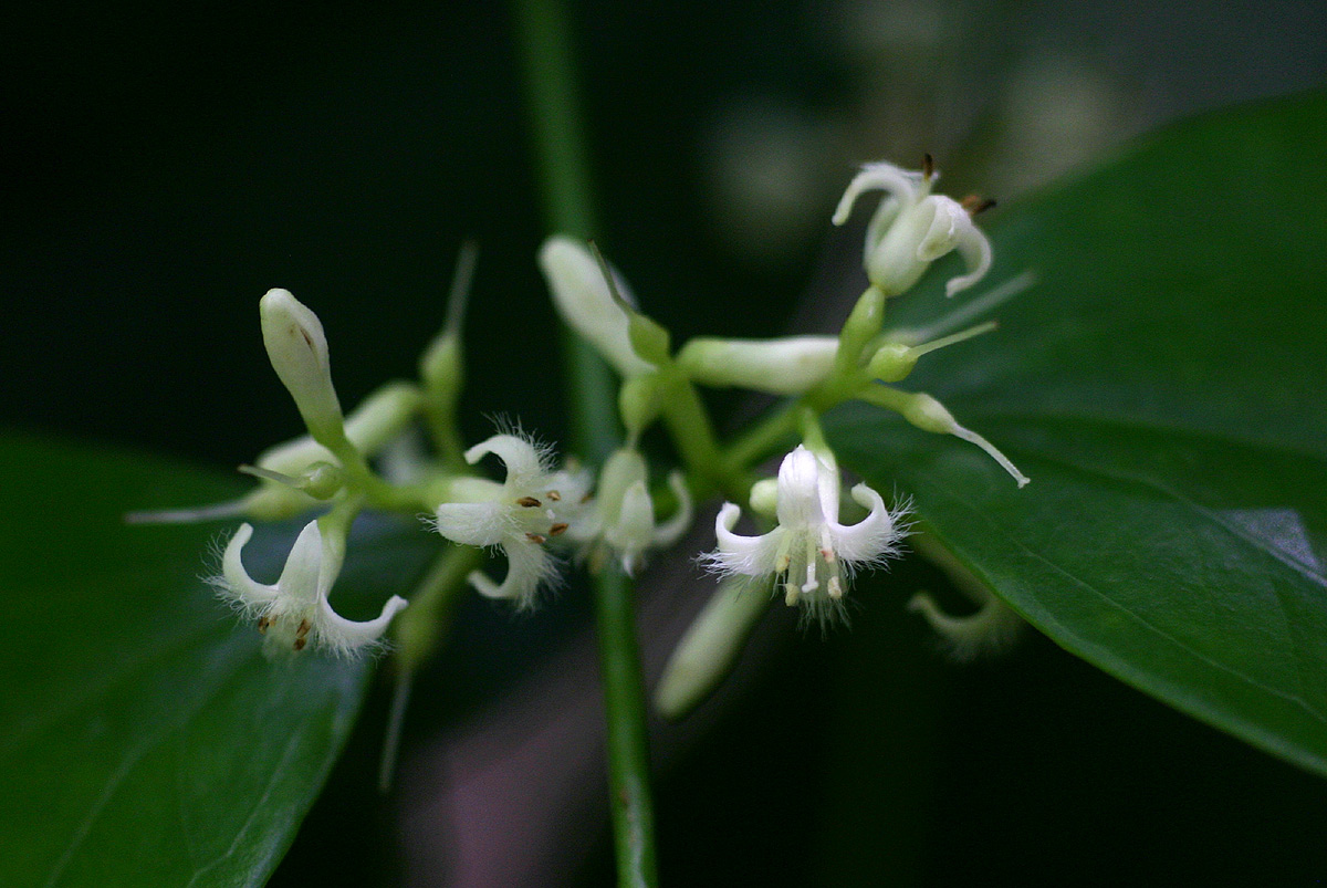 Strychnos usambarensis