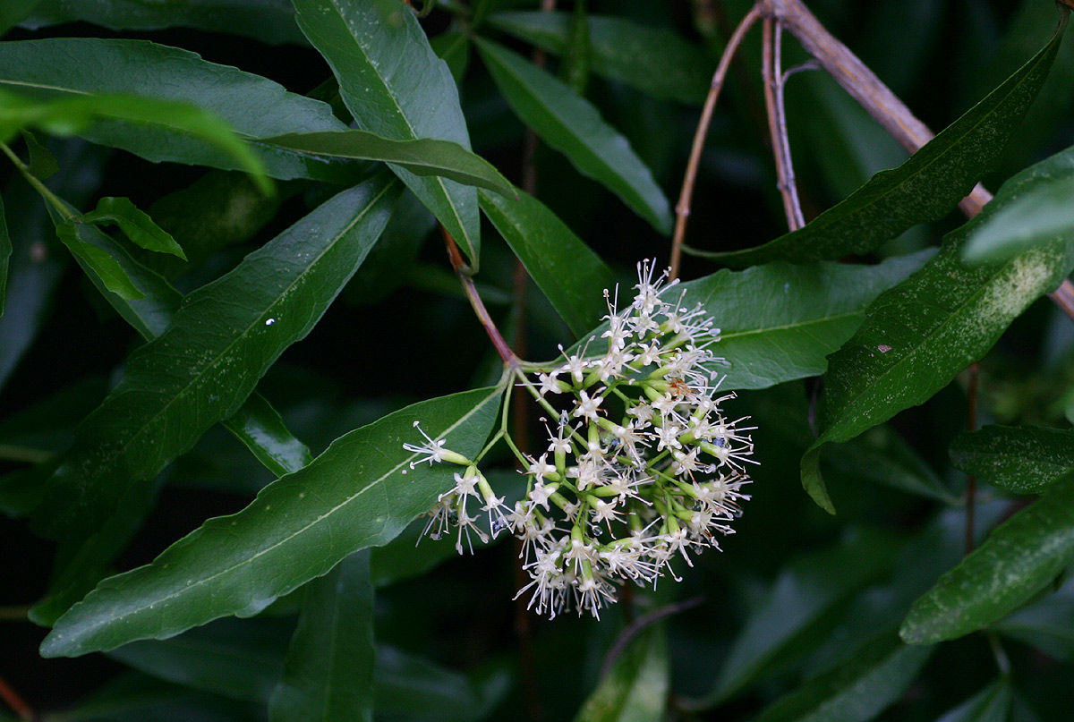 Nuxia oppositifolia Nuxia oppositifolia
