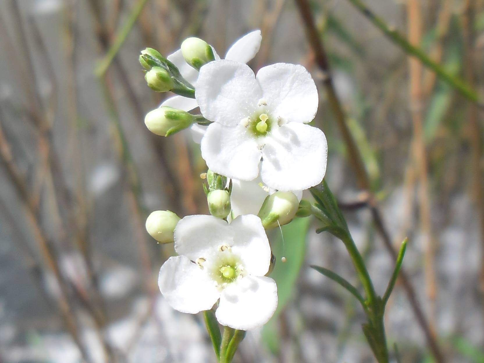 Gomphostigma virgatum