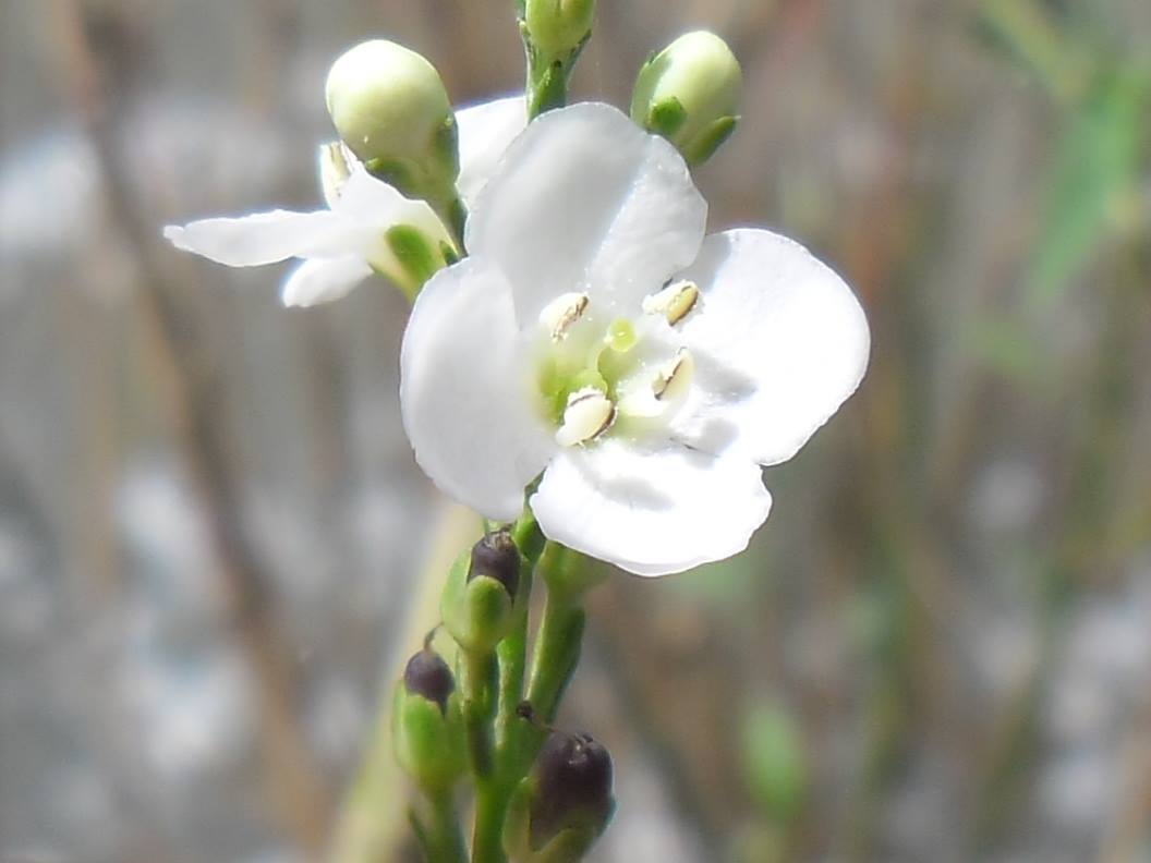Gomphostigma virgatum Gomphostigma virgatum