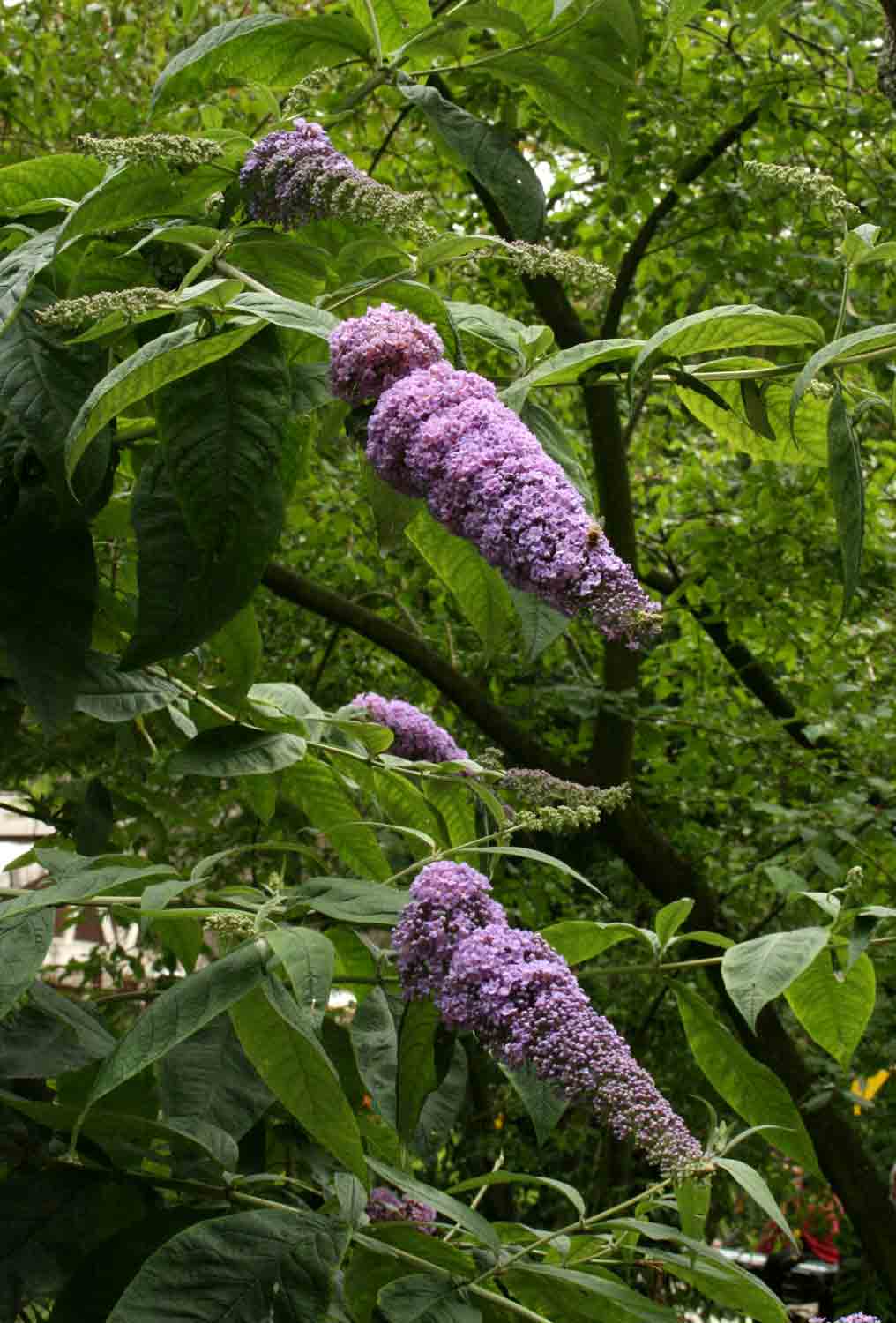 Buddleja davidii