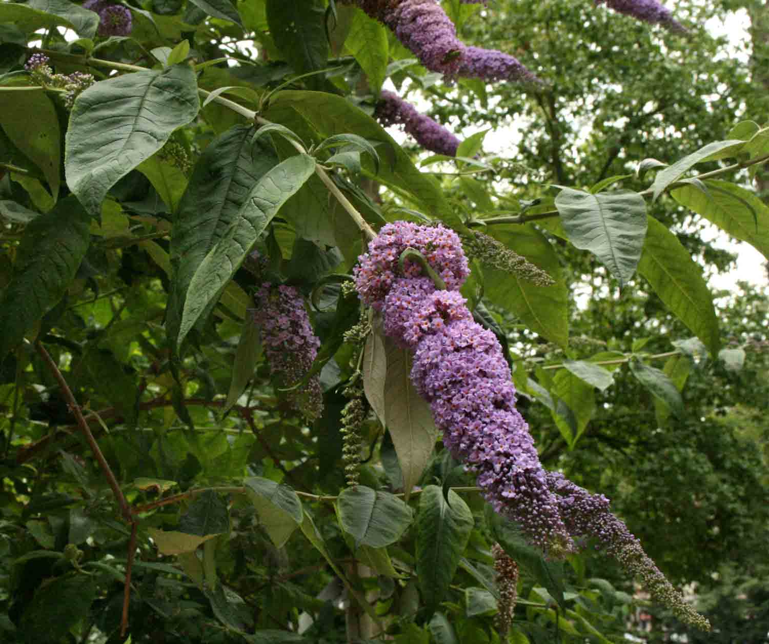 Buddleja davidii