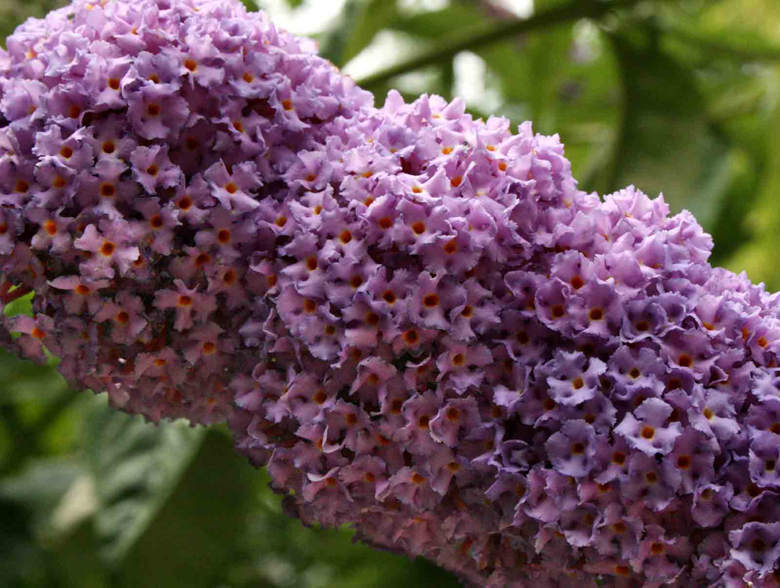 Buddleja davidii