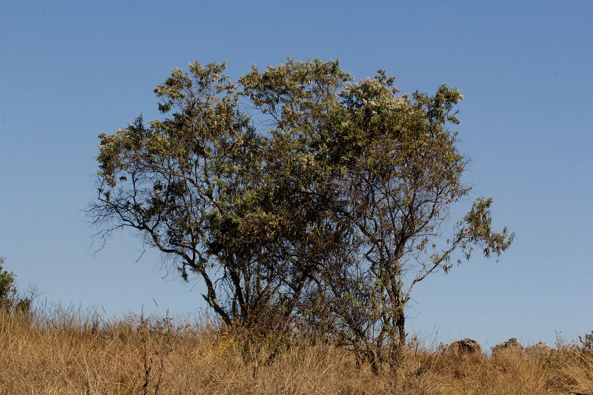 Buddleja salviifolia