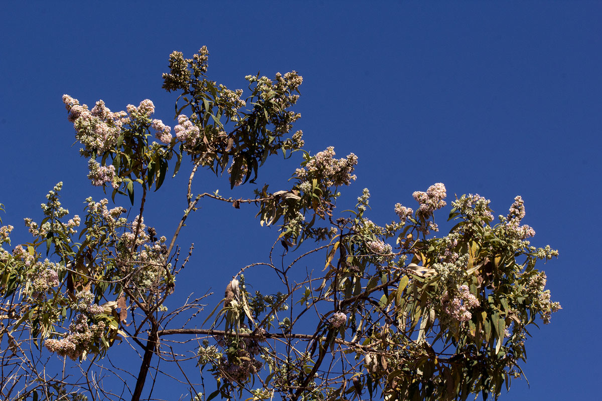Buddleja salviifolia