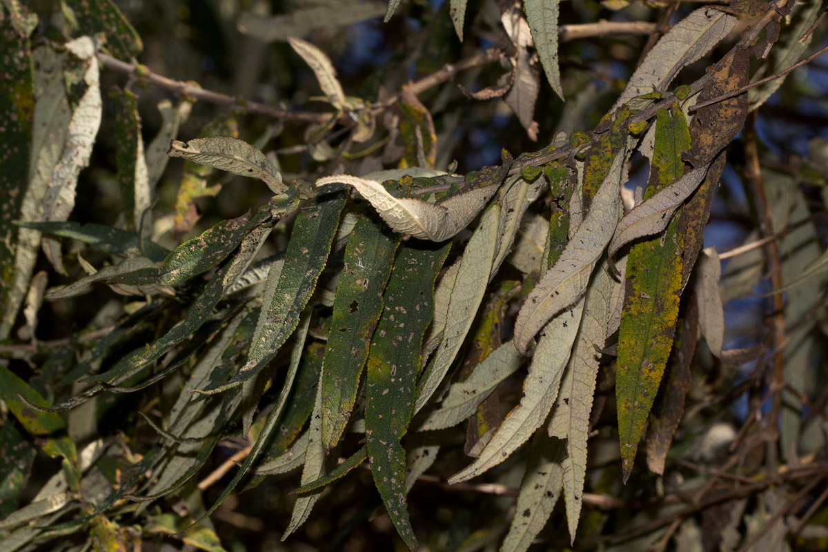 Buddleja salviifolia Buddleja salviifolia