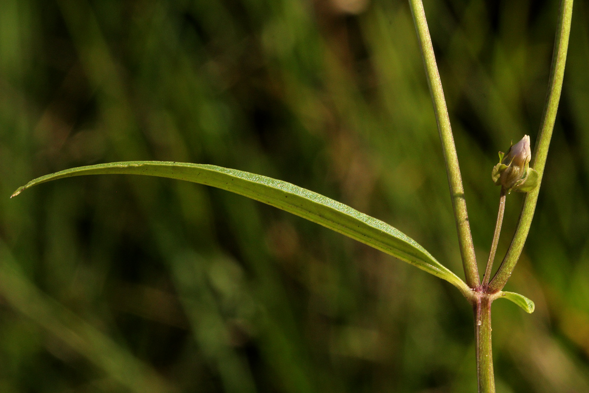 Exacum oldenlandioides Exacum oldenlandioides