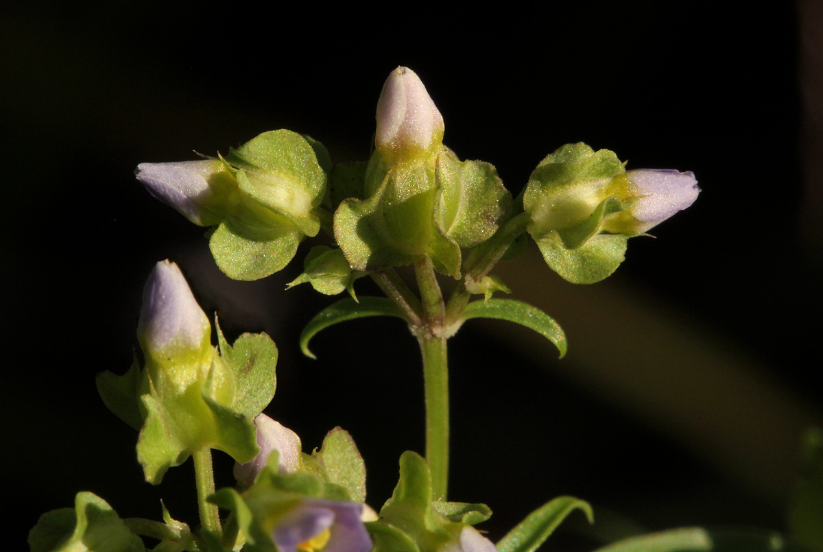 Exacum oldenlandioides