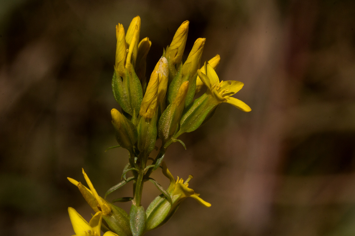 Sebaea leiostyla Sebaea leiostyla