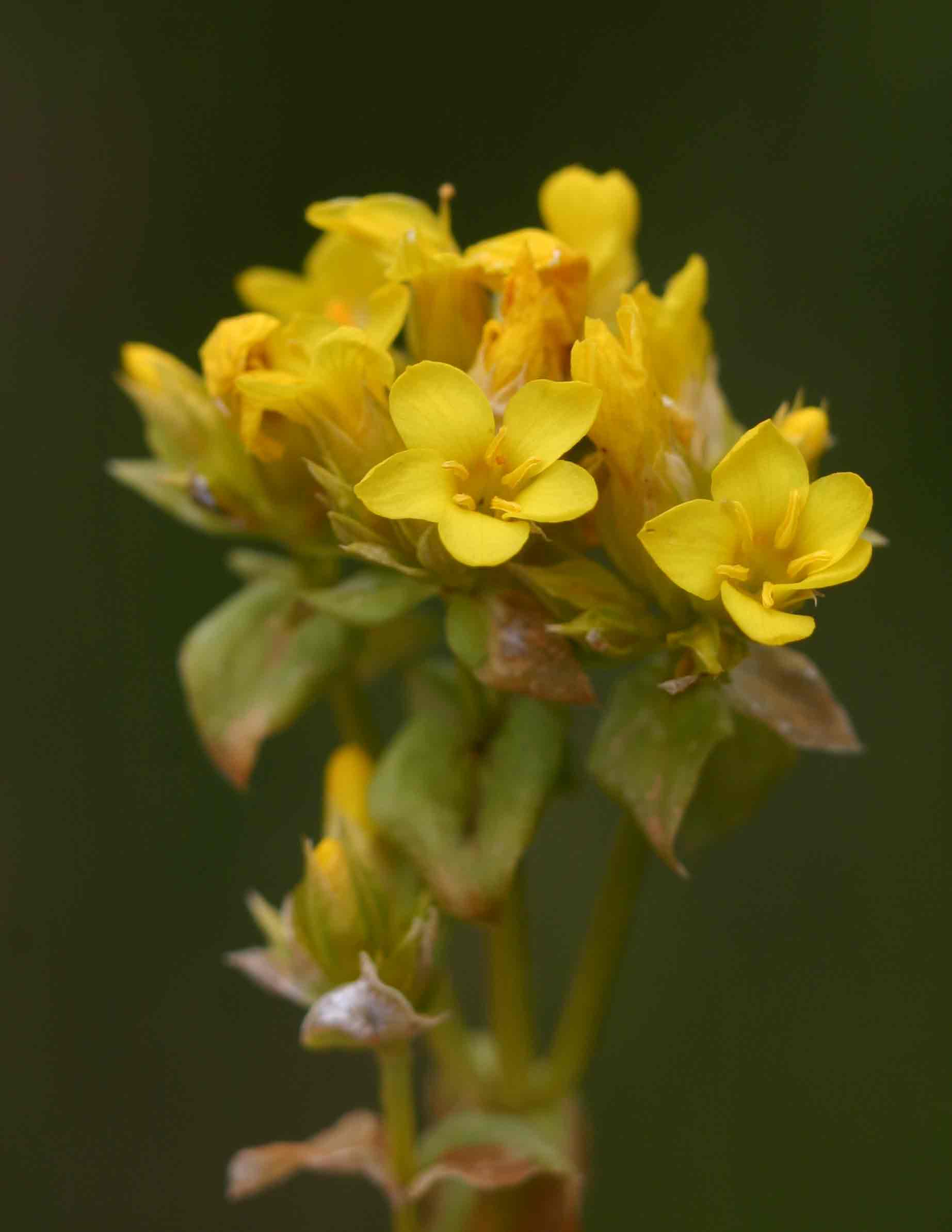 Sebaea leiostyla Sebaea leiostyla