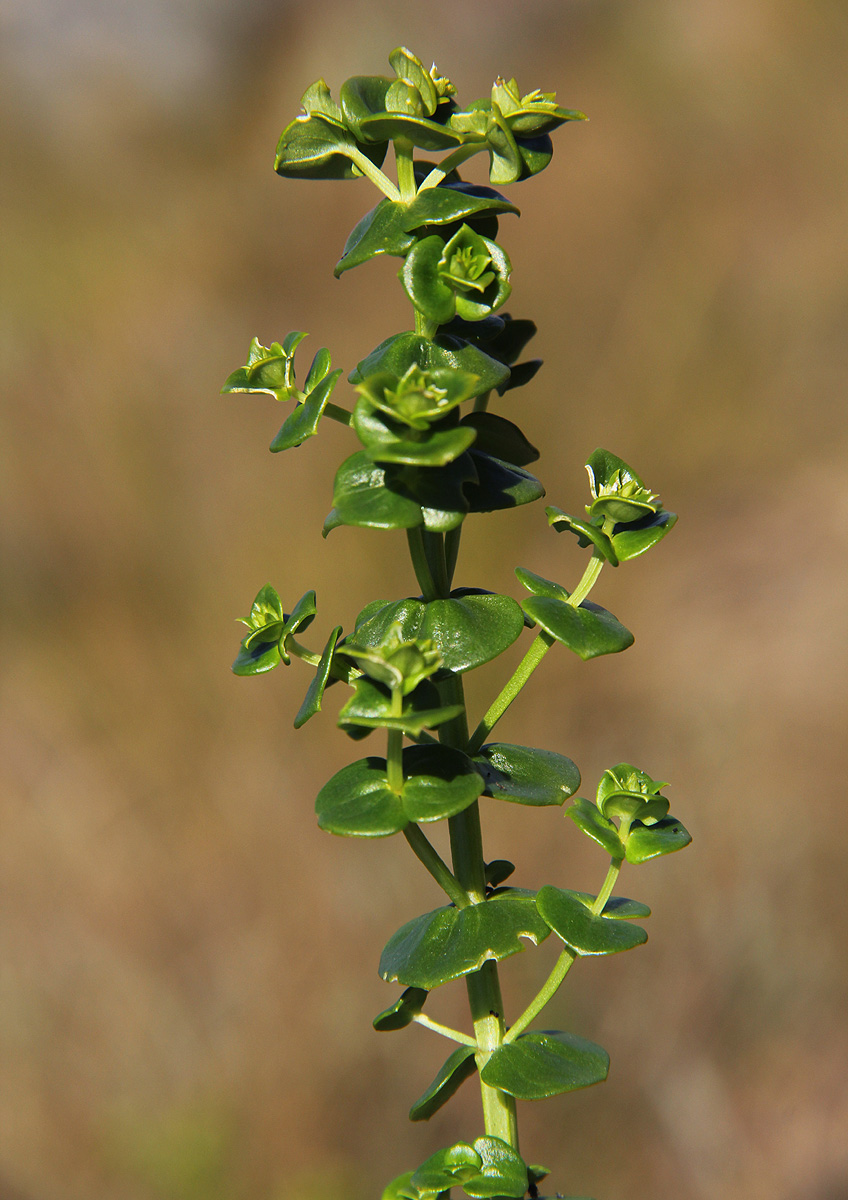 Sebaea leiostyla Sebaea leiostyla