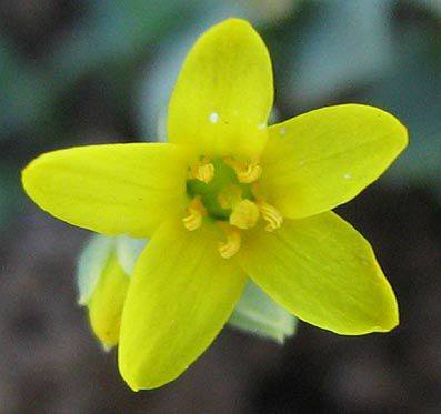 Sebaea pentandra var. burchellii Sebaea pentandra var. burchellii