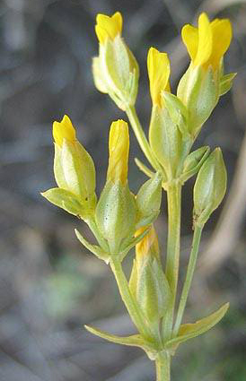 Sebaea pentandra var. burchellii