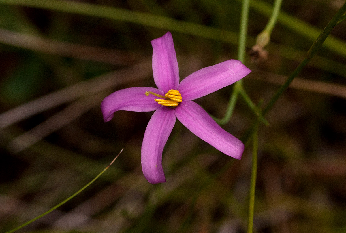 Chironia palustris subsp. transvaalensis Chironia palustris subsp. transvaalensis