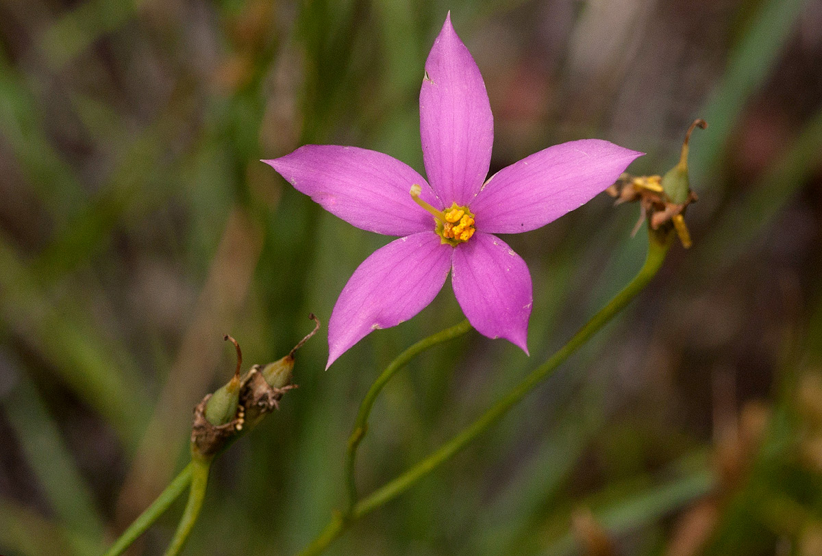 Chironia palustris subsp. transvaalensis