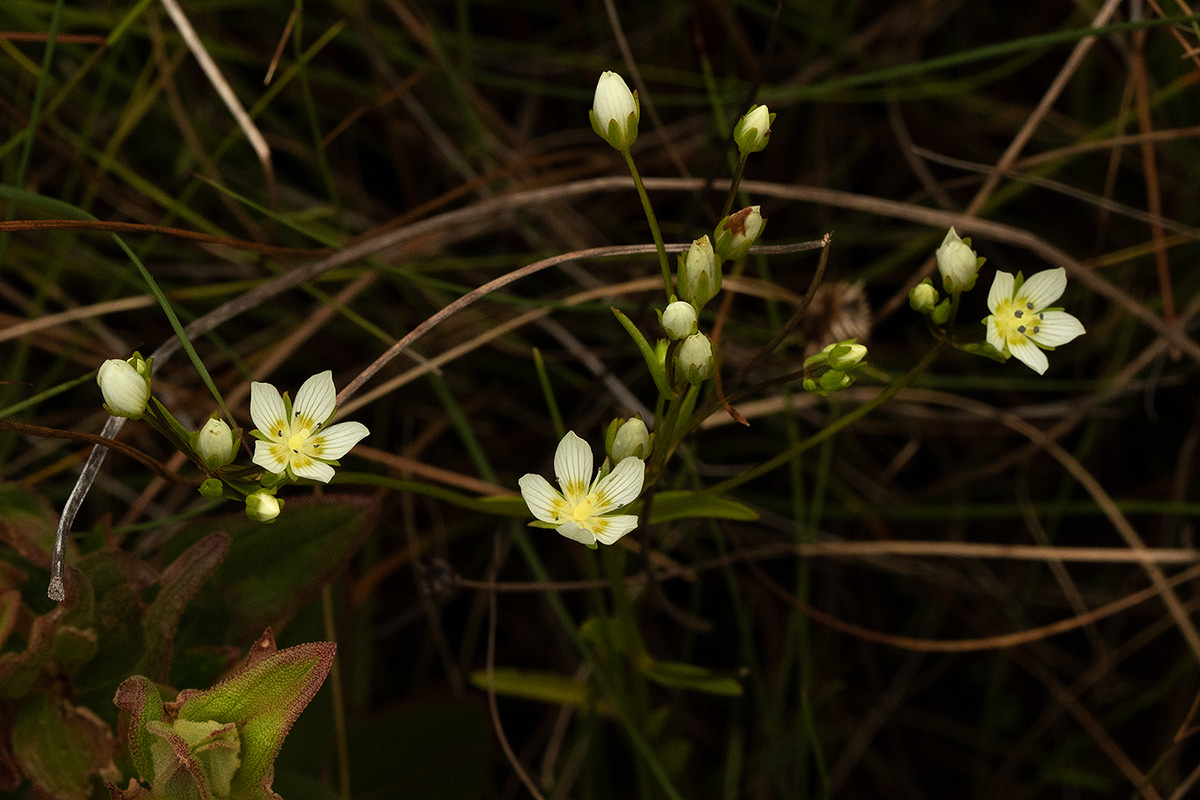 Swertia welwitschii Swertia welwitschii