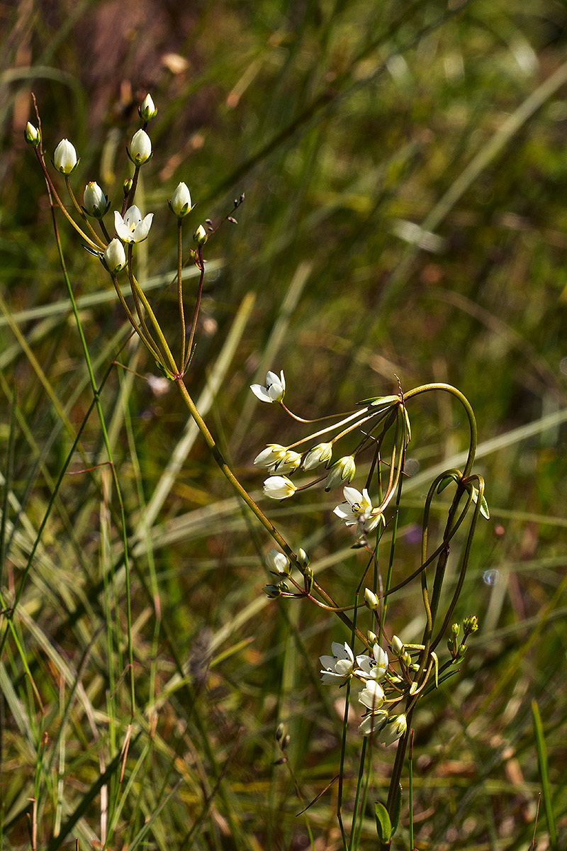 Swertia welwitschii Swertia welwitschii