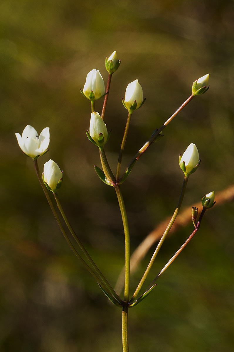 Swertia welwitschii Swertia welwitschii