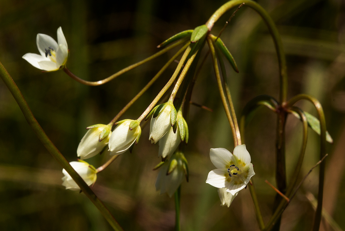 Swertia welwitschii Swertia welwitschii