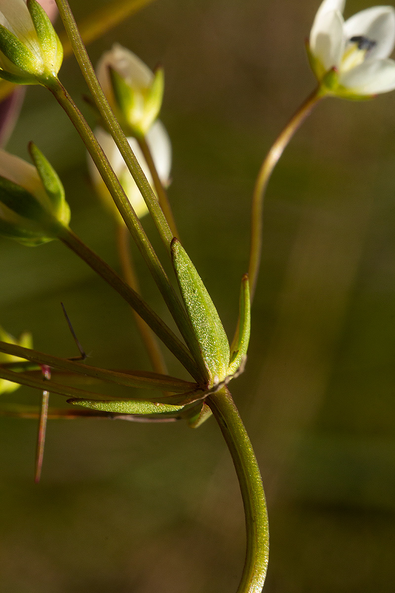 Swertia welwitschii Swertia welwitschii