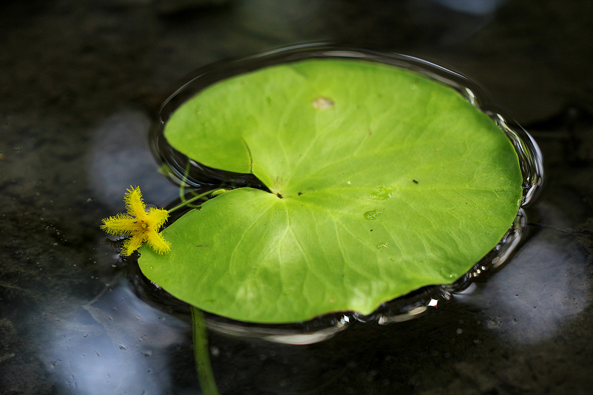 Nymphoides forbesiana