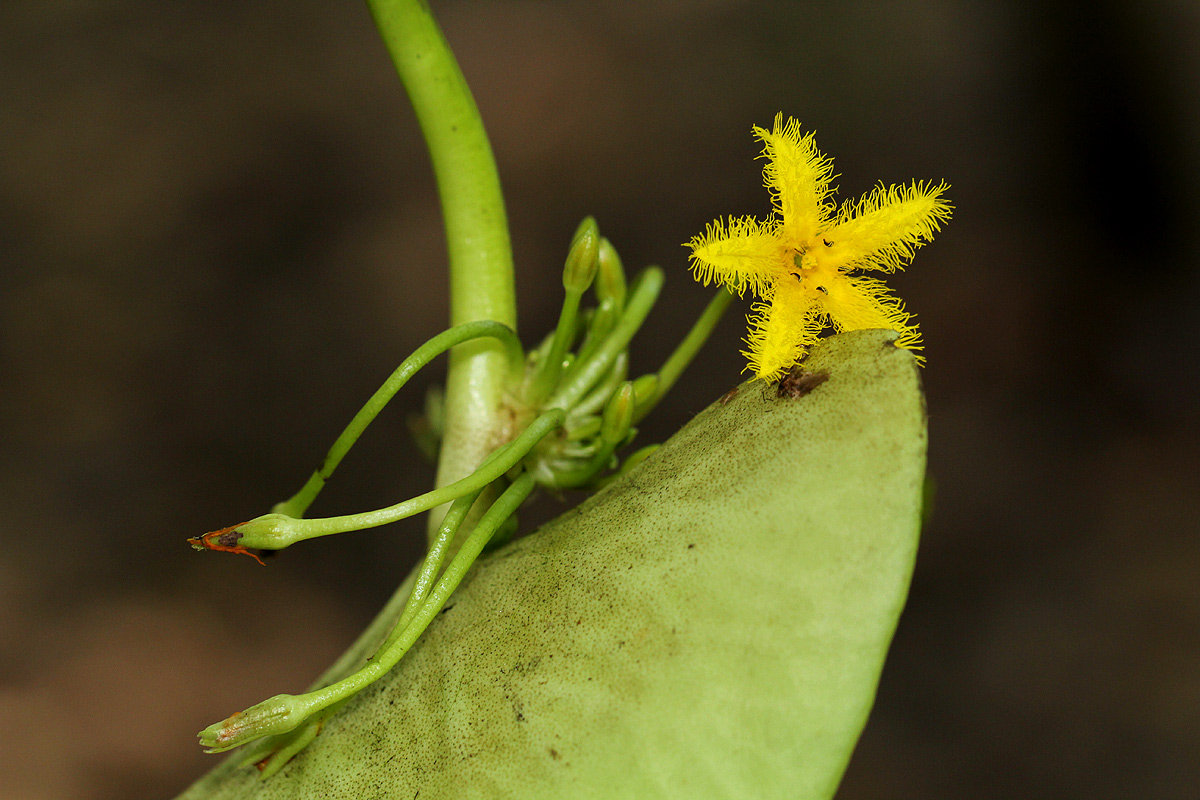 Nymphoides forbesiana