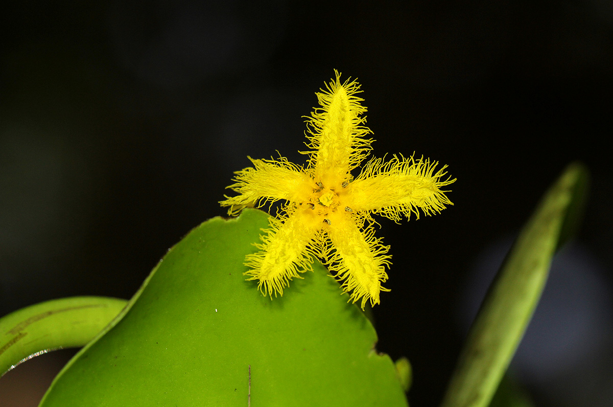 Nymphoides forbesiana