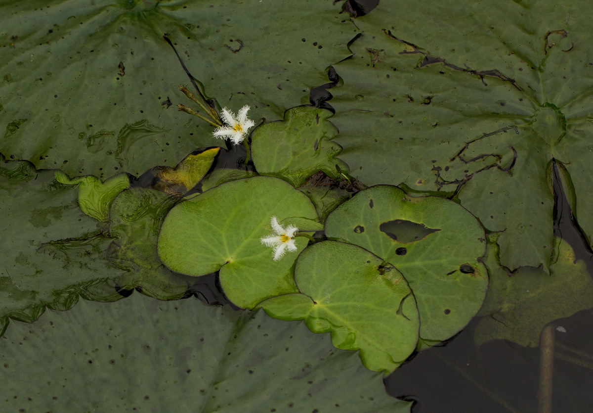 Nymphoides senegalensis