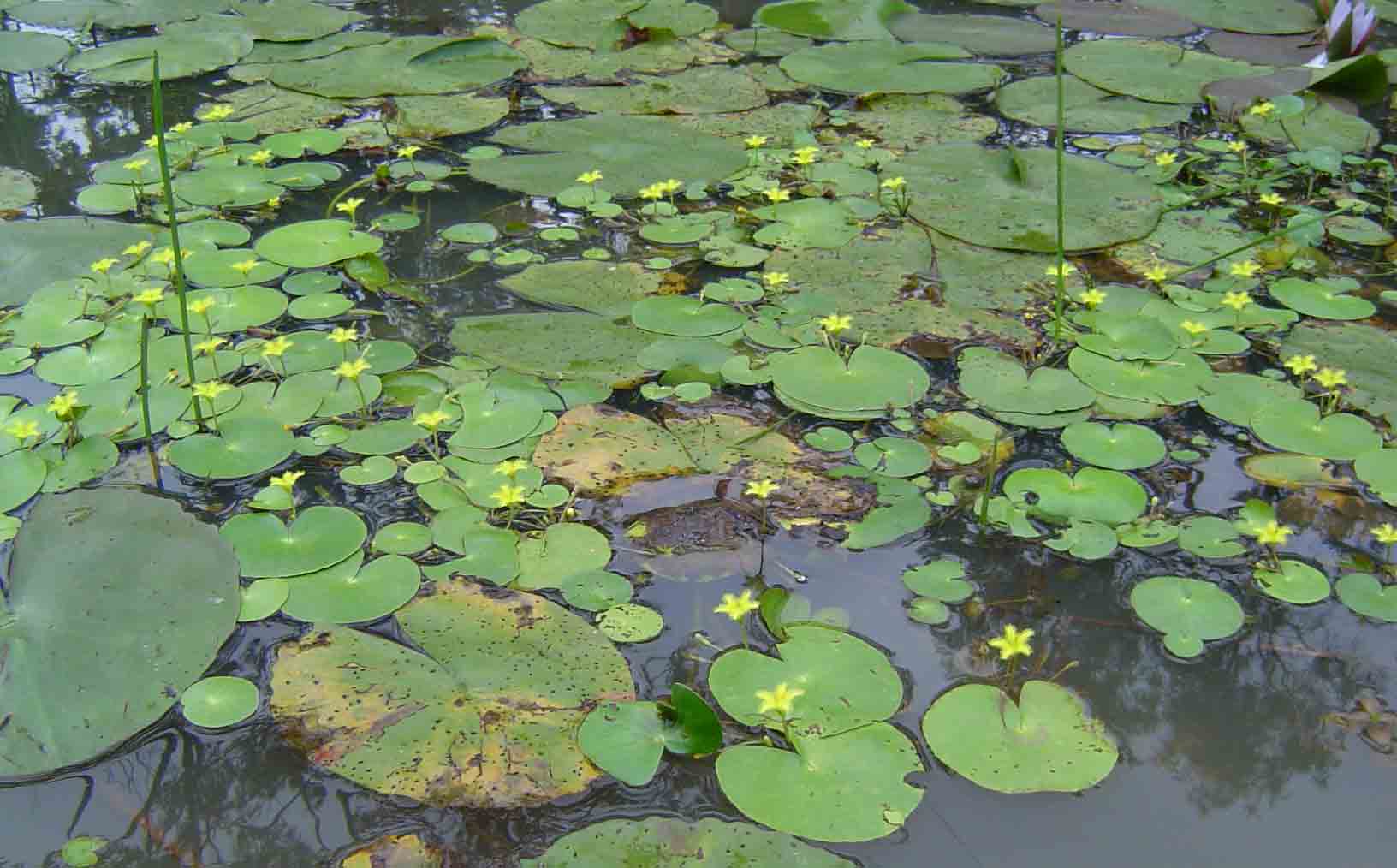 Nymphoides thunbergiana