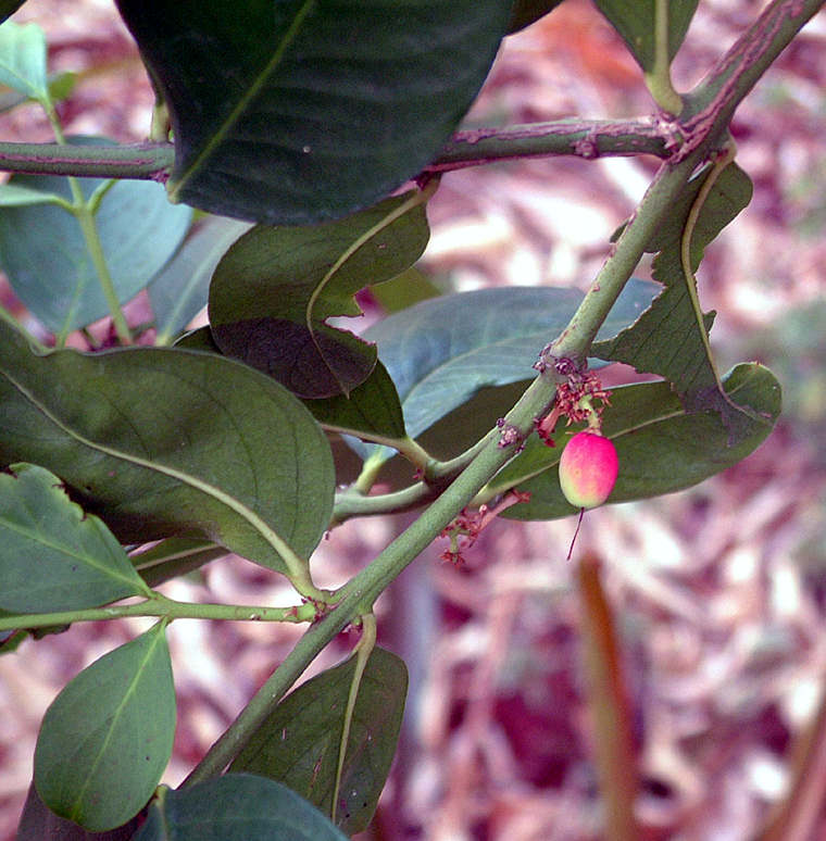 Acokanthera oppositifolia Acokanthera oppositifolia