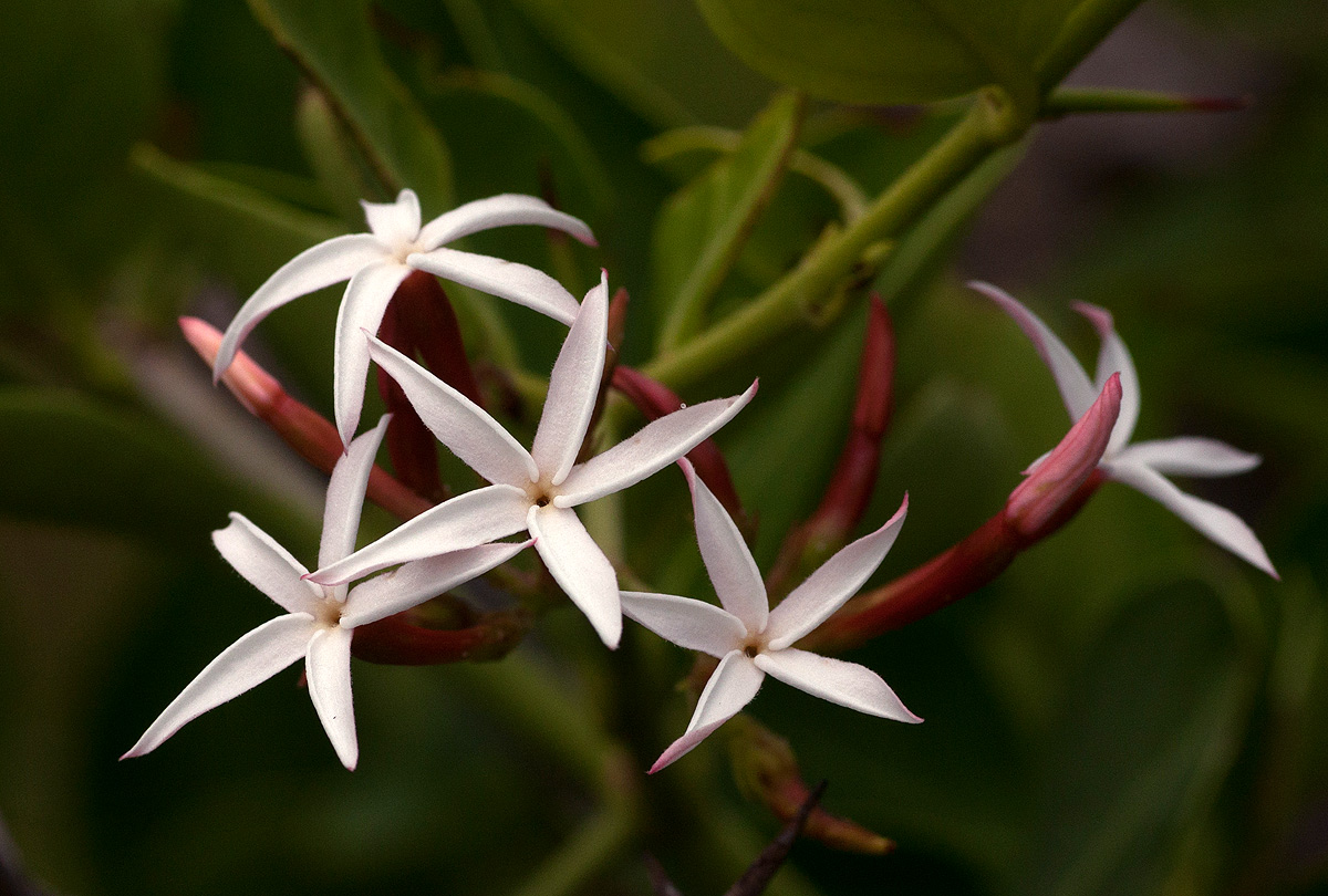 Carissa spinarum Carissa spinarum