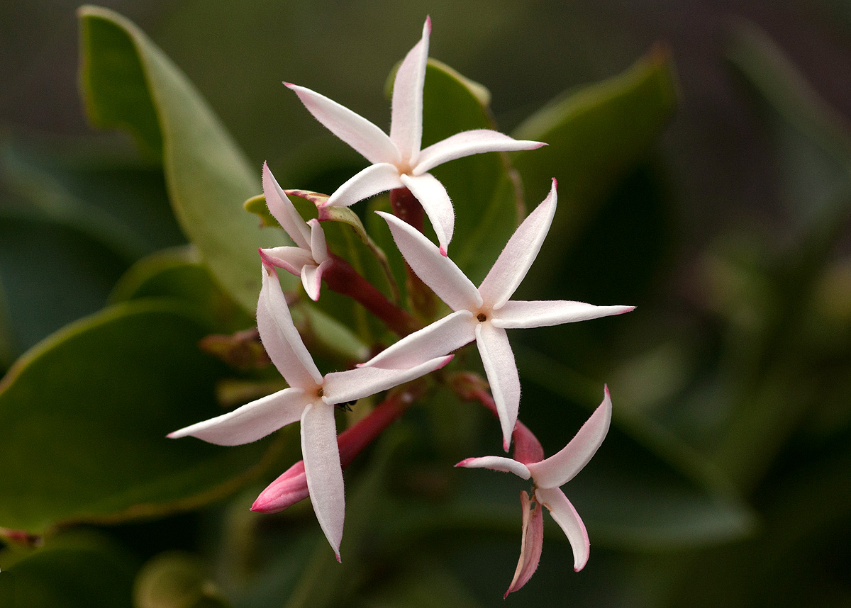 Carissa spinarum Carissa spinarum