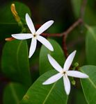 Landolphia buchananii