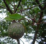 Landolphia buchananii