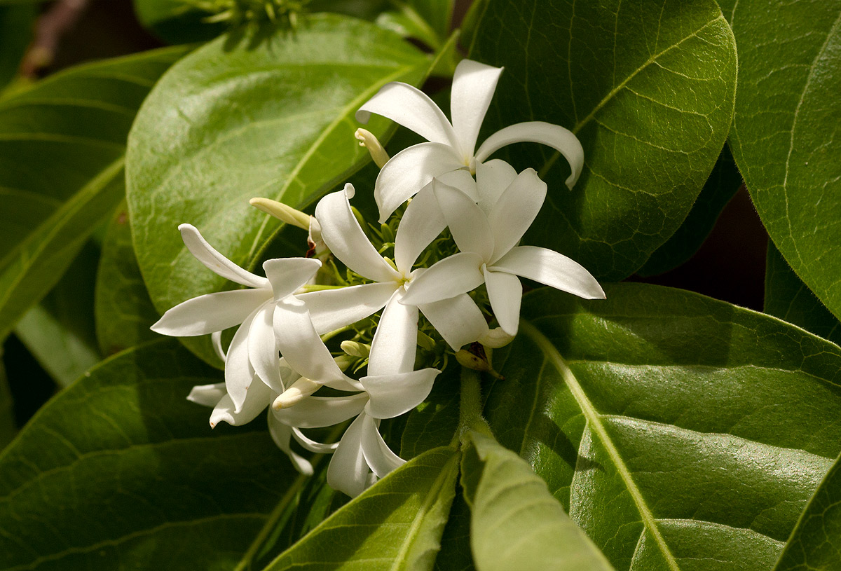 Holarrhena pubescens