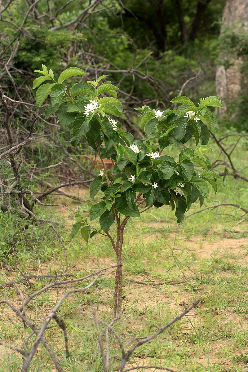Holarrhena pubescens
