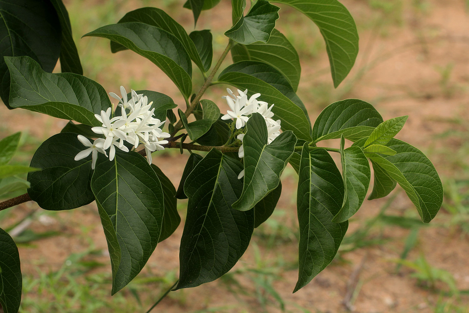 Holarrhena pubescens
