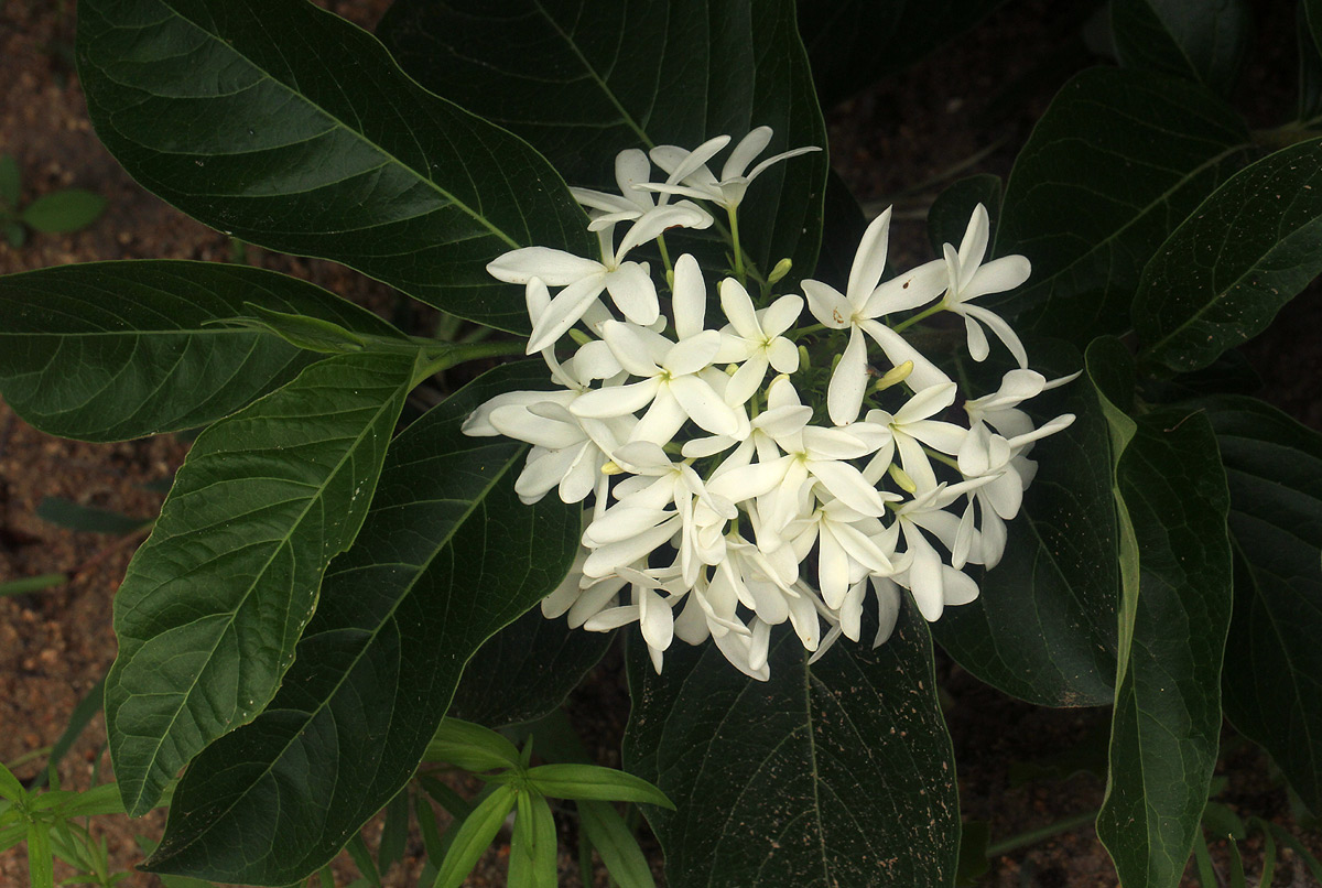 Holarrhena pubescens