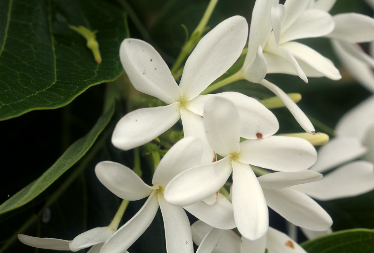 Holarrhena pubescens