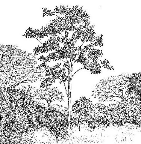 Holarrhena pubescens