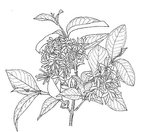 Holarrhena pubescens