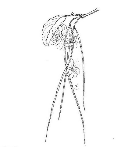 Holarrhena pubescens