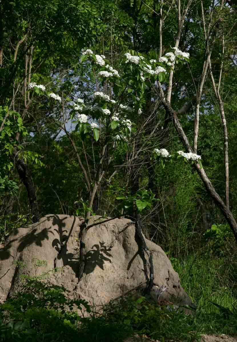 Holarrhena pubescens Holarrhena pubescens